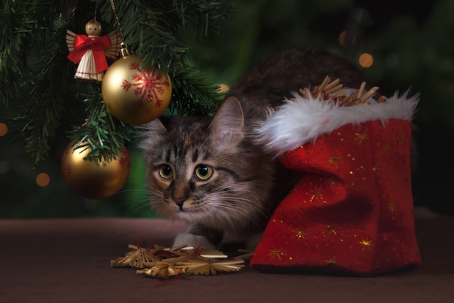 Helpful Tips For a Safe and Happy Holiday Season With Your Pets
