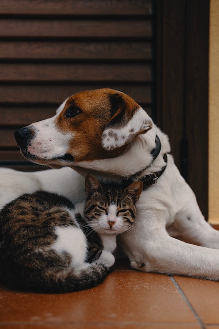 Cat Snuggling With Dog