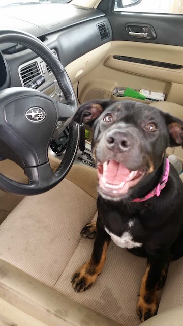 Foster Dog in Car