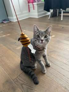 Cat with Toy