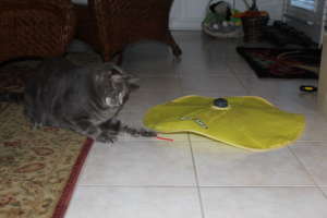 Otis Chasing Mice Tail