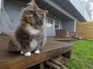 Cat on Porch