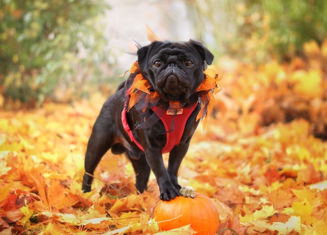 Health Benefits Of Pumpkin For Pets