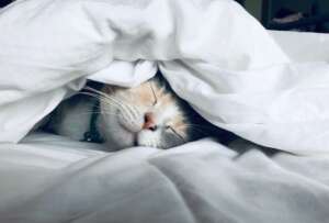 Cat under cover