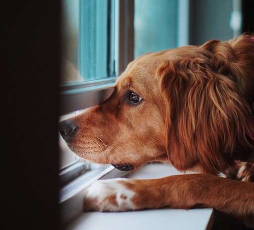 Helping Your Pet With Separation Anxiety