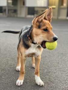 Dog with Ball in Street