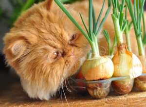 Cat Onion