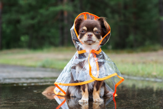 Rainy Day Dog Essentials to Stay Dry, Calm, and Entertained