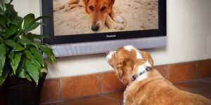 Dog Watching TV