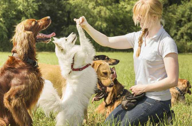 Looking For A Professional Dog Trainer?