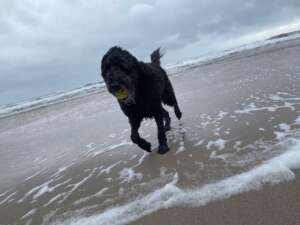 Gypsy running with ball on beach