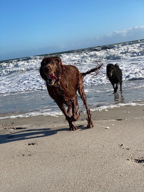 Selkie and Gypsy running on the beach