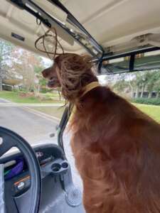 Selkie riding in the golf cart