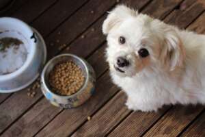 feeding your pup the right dog food