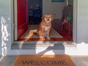 Dog in doorway