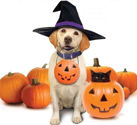 A Spooktacular Guide to Halloween Pet Safety: Protecting Your Pawsome Pals