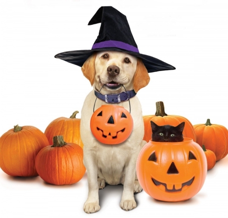 A Spooktacular Guide to Halloween Pet Safety: Protecting Your Pawsome Pals