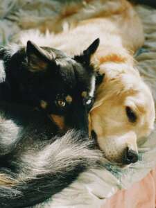 Dogs snuggling