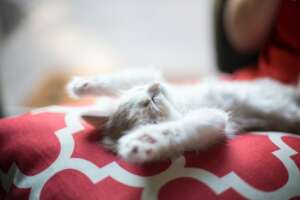 Cozy Kitten