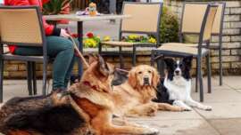 Dogs at Restaurant