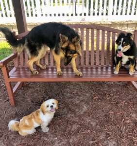 Dogs on Park Bench