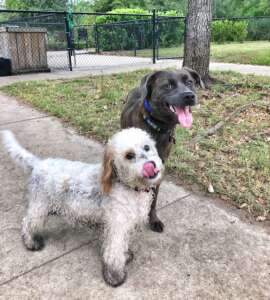 Happy Dogs at Park