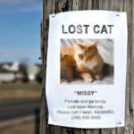 Lost cat flyer