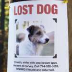 Lost dog flyer